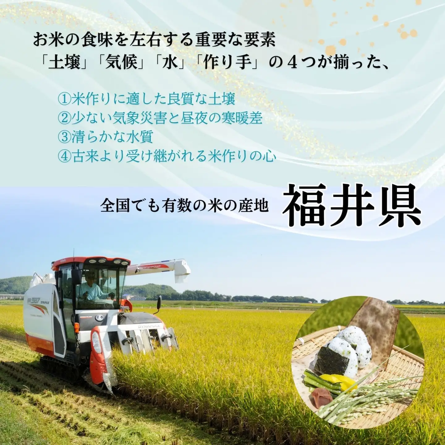 福井県産いちほまれ 米 10kg [D-187001] / いちほまれ