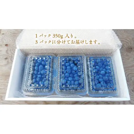 ≪先行予約≫【 訳あり 】 朝採れ 完熟 ブルーベリー 1050g ( 350g × 3パック ) 【 2026年 7月中旬頃より発送開始 】