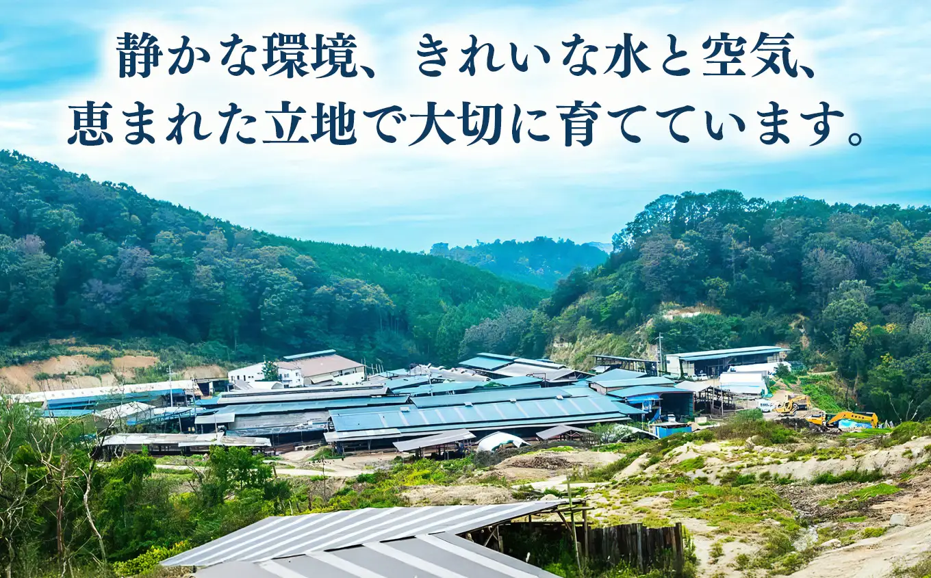 国産牛 こまぎれ 300g｜