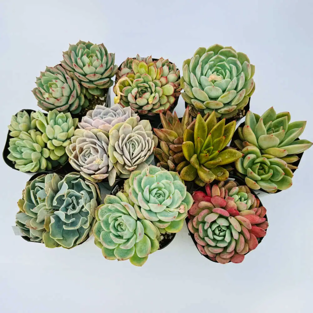多肉植物 9センチポット 大型苗 デカベリア エケベリア おまかせ 5種セット  【mucca】[ATHD003]