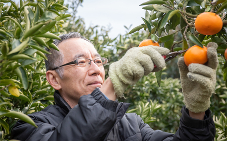 【先行予約】【家庭用】甘平 5kg ※離島への配送不可 （2027年1月25日より順次発送） IKTA031