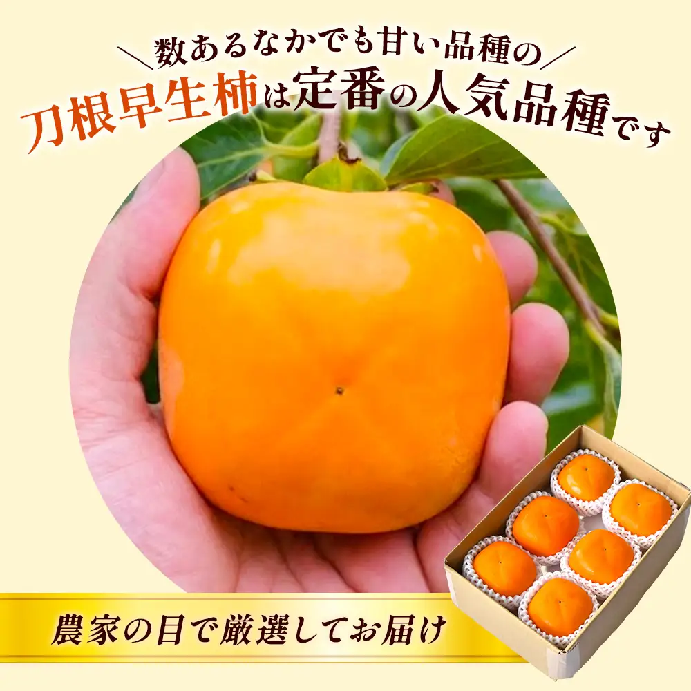 先行受付　柿(種無し)　赤秀品大玉　6個入　約1.8kg