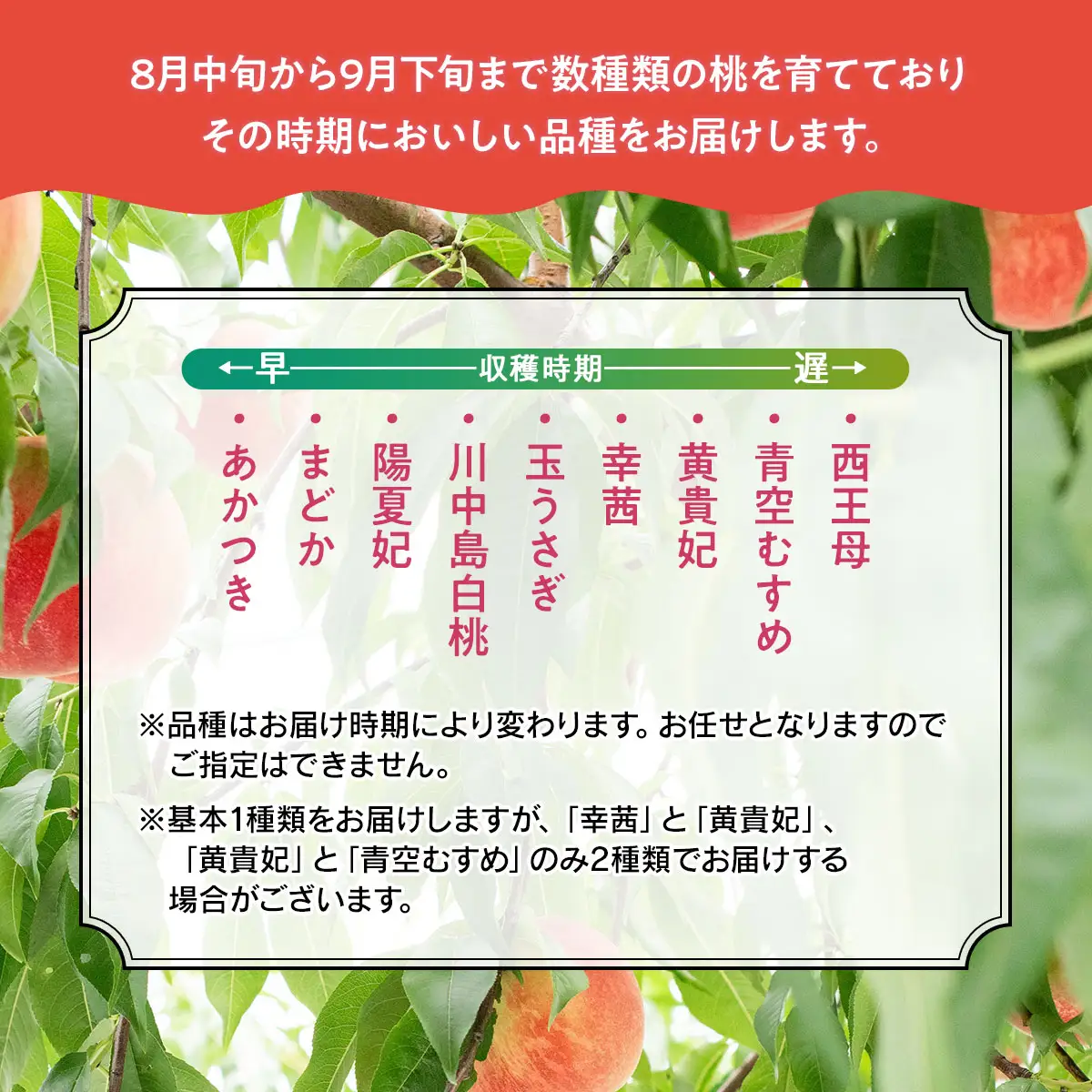【令和8年産先行予約】 鶴岡市産 桃 (品種おまかせ) 　約2kg　(5～8玉)　くにちゃん農園　K-836