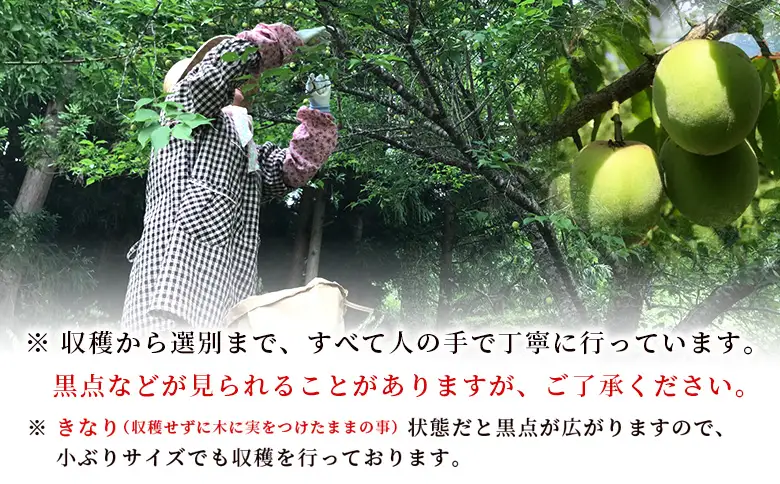 ＜愛媛県西予市産 青梅 約3kg＞ うめ ウメ あおうめ アオウメ 梅干し 梅ジュース 梅ジャム 梅シロップ 梅酒 手作り 家庭用 ご自宅用 えひめ活き生きファーマーズ 愛媛県 西予市【常温】『2026年5月下旬～6月中旬迄に順次出荷予定』SEI0004