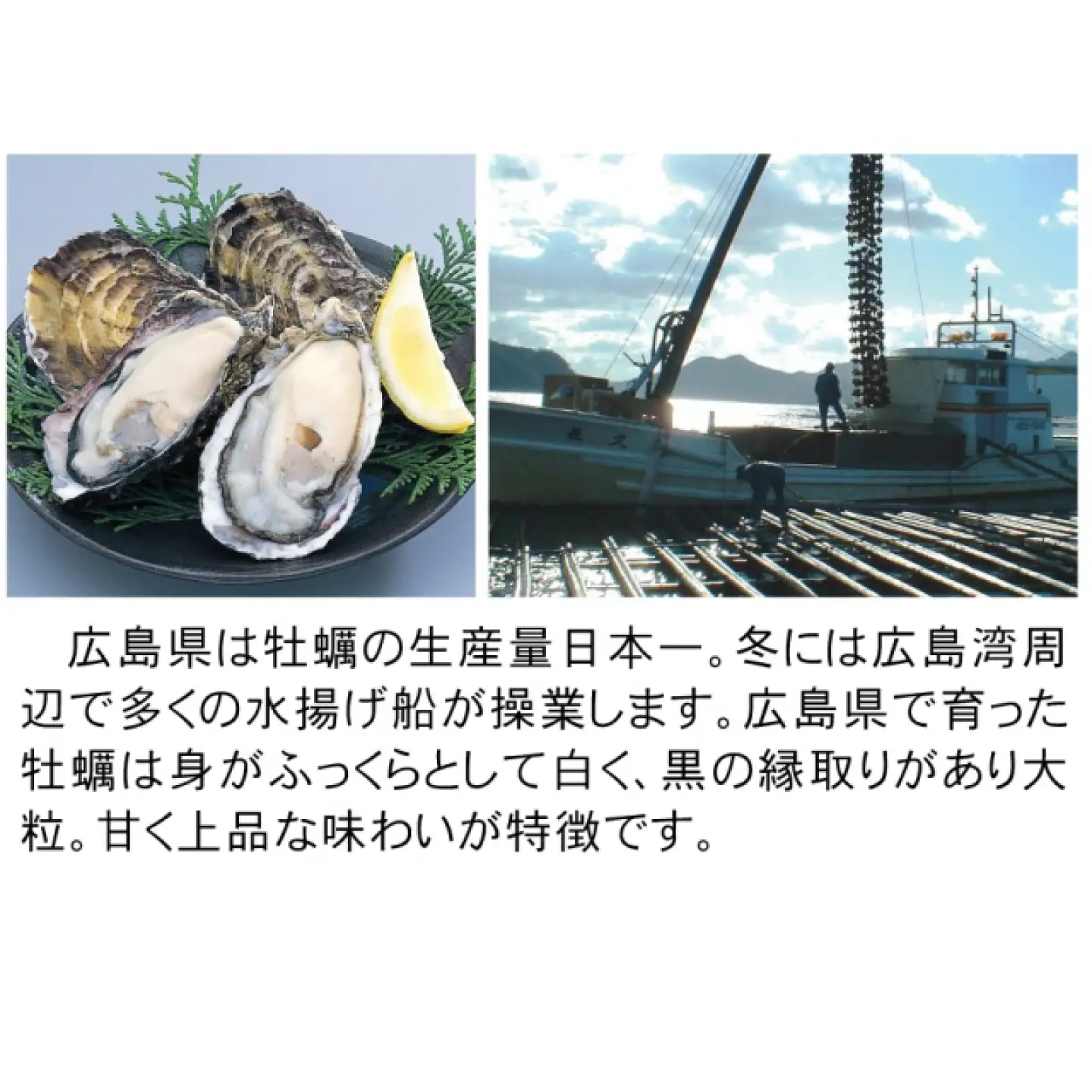 【全12回定期便】広島名物！ 牡蠣と海鮮つみれ鍋 セット [BADF010] 牡蠣