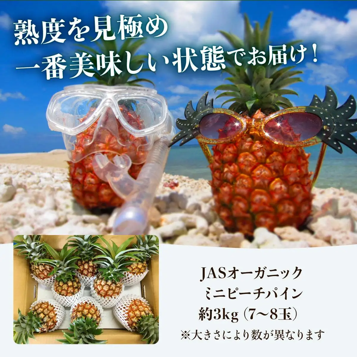2027年 先行予約 パイナップル【JASオーガニック】ミニピーチ 3kg (7～8玉) 果物 フルーツ