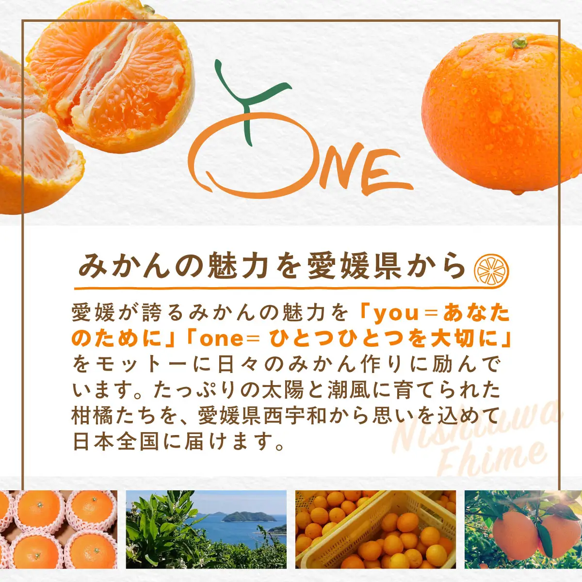 【先行受付】【数量限定】【家庭用】河内晩柑（生果）8kg（2027年5月中旬頃より順次発送） IKTQ008