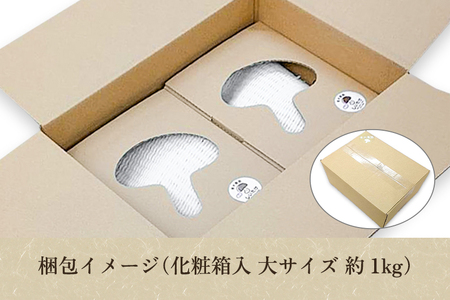 【2026年先行予約】【化粧箱入】生しいたけ 大サイズ 約1kg（19～27個）《10月中旬～順次出荷》