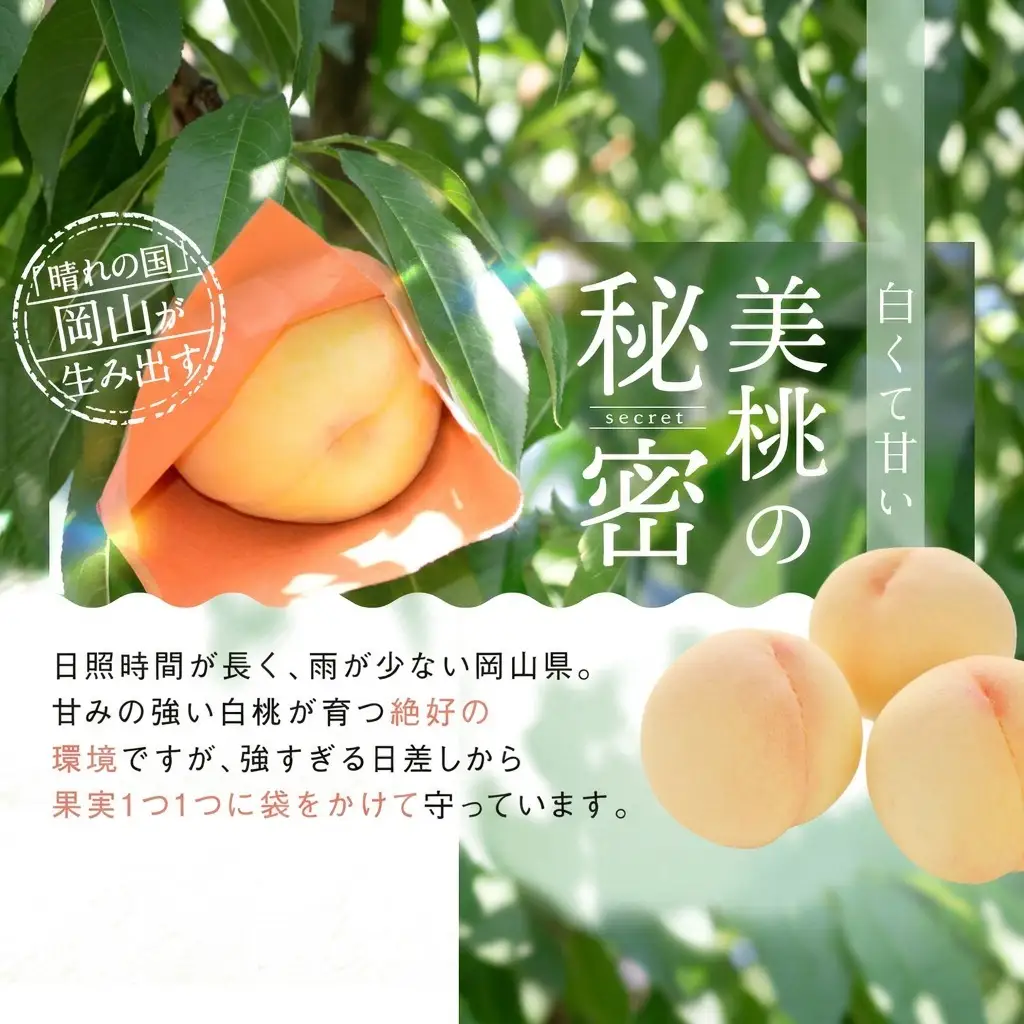 白桃 岡山県産 白桃【5玉 約1.3kg】【先行予約】