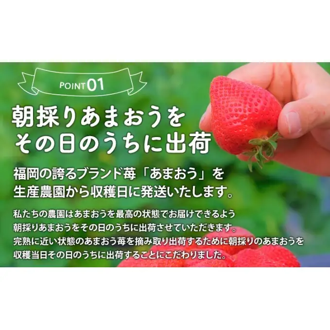 定期便 2回 うるう農園 2027年1月発送 特選 あまおう 400g ゆう美果樹園 2027年9月発送 ピオーネ 1～3房 約1kg いちご ピオーネ セット ※配送不可：離島
