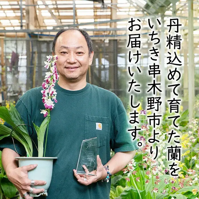 【個数限定】えびね蘭 4本 Dコース 開花済 鉢入り【00-045-10】