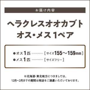 【ヘラクレスオオカブト】オス（150mm後半）・メス（サイズフリー）　1ペア_期間限定 ヘラクレスオオカブト オス 150mm後半 メス サイズフリー 1ペア カブトムシ ヘラクレス 虫 昆虫 成虫 ペアリング 自家製オリジナルマット 産卵 幼虫飼育管理 羽化 かぶとむし養殖工房ダイナステスPlus お取り寄せ 九州 福岡県 久留米市 送料無料 〔Pb009〕