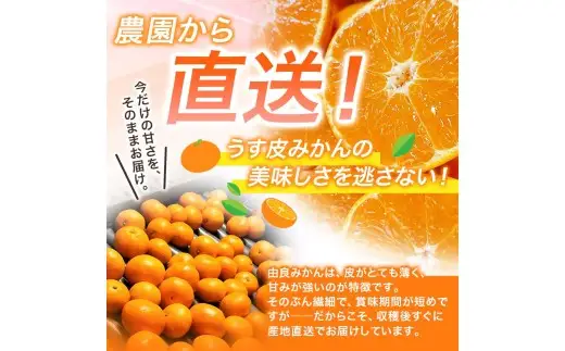 【 みかん 小玉 】薄皮で濃い甘さ！完熟由良みかん【こつぶ】7.5kg×1箱（2Sサイズ）和歌山県由良産※2026年11月下旬頃から12月下旬頃に順次発送予定/ 柑橘 ミカン 蜜柑 甘い 由良町 フルーツ 果物 くだもの 食品 人気 おすすめ 産地直送 由良町【ktym004-s-7d5】