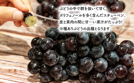 スチューベンセット 完熟原液 特秀ぶどう 青森県産 スチューベンセット【原液720ml×3本 ぶどう約2kg】