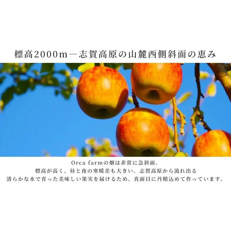サンふじ 家庭用 10kg りんご リンゴ 林檎 サンふじ