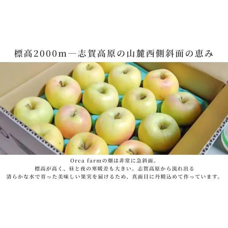 りんご ぐんま名月 5kg りんご