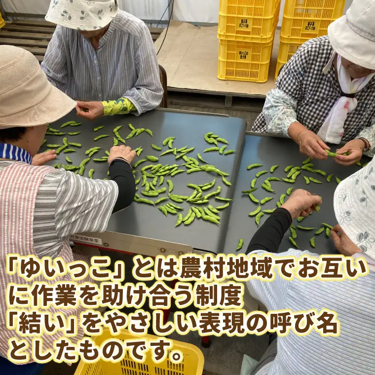 採れたて枝豆 1kg (250g×4袋) 2026年産 (DI008)