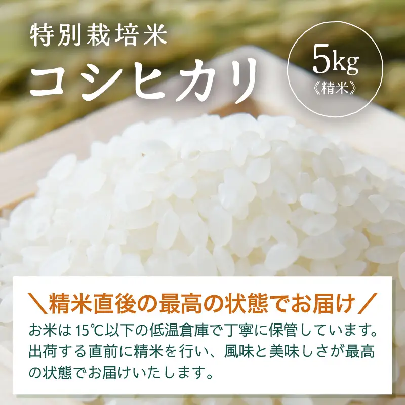 【先行予約】【令和8年産】 特別栽培米 コシヒカリ 精米 5kg×1袋（計5kg）※2026年9月下旬より順次発送 [aw121-a004]