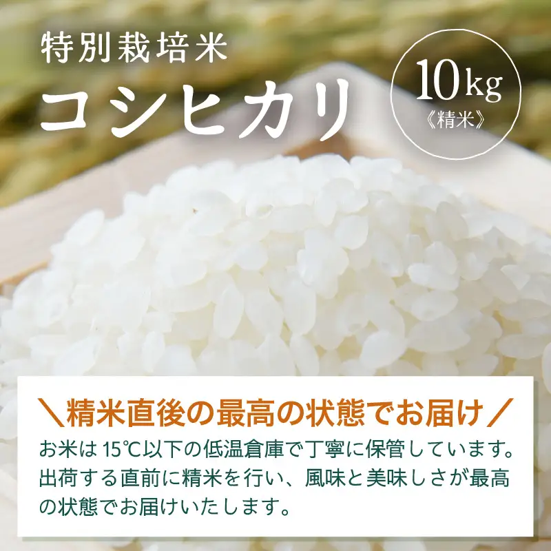 【先行予約】【令和8年産】 特別栽培米 コシヒカリ 精米 10kg×1袋（計10kg）※2026年9月下旬より順次発送 [aw121-b005]