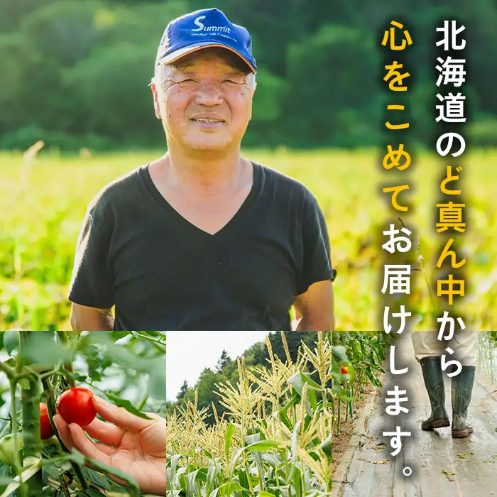 スイートコーン ゴールドラッシュ 北海道 8本 2026年8月下旬より発送 【三栄アグリ】　A7093