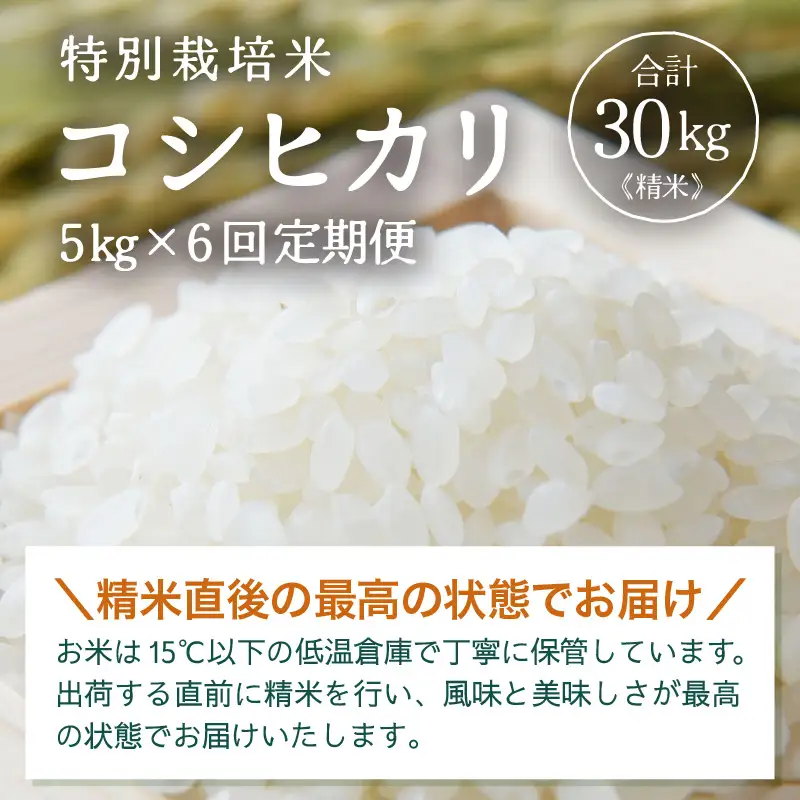 【先行予約】【令和8年産】定期便 ≪6ヶ月連続お届け≫ 特別栽培米 コシヒカリ 精米 5kg×6回（計30kg）※2026年10月上旬より順次発送 [aw121-f001]
