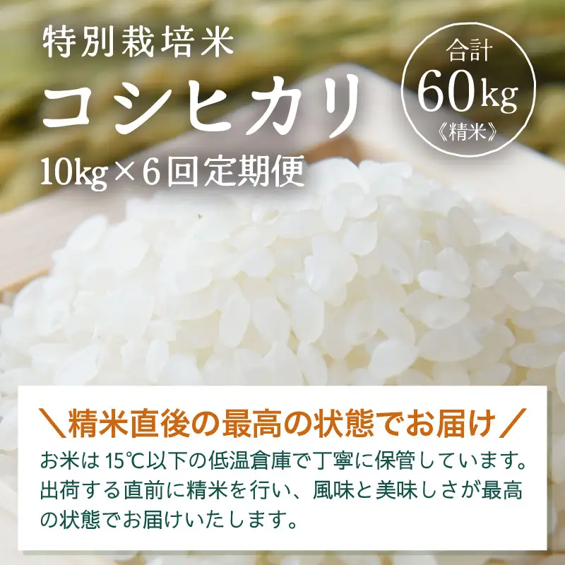 【先行予約】【令和8年産】定期便 ≪6ヶ月連続お届け≫ 特別栽培米 コシヒカリ 精米 10kg×6回（計60kg）※2026年10月上旬より順次発送 [aw121-k002]