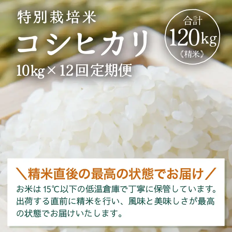【先行予約】【令和8年産】定期便 ≪12ヶ月連続お届け≫ 特別栽培米 コシヒカリ 精米 10kg×12回（計120kg）※2026年10月上旬より順次発送 [aw121-o001]