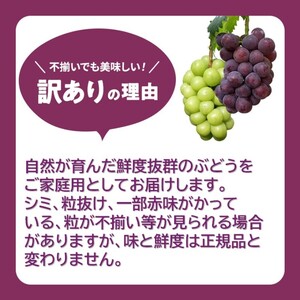 ぶどう 訳あり ニューピオーネ 3～4房 約2kg 化粧箱 ぶどう