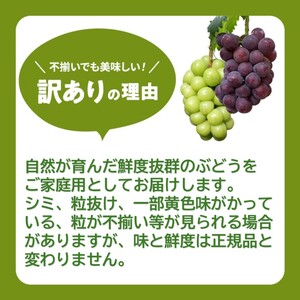訳あり シャインマスカット 約2kg 3～4房 高梁市産 2026年 先行予約 ぶどう 化粧箱 葡萄 ブドウ うめづぶどう園