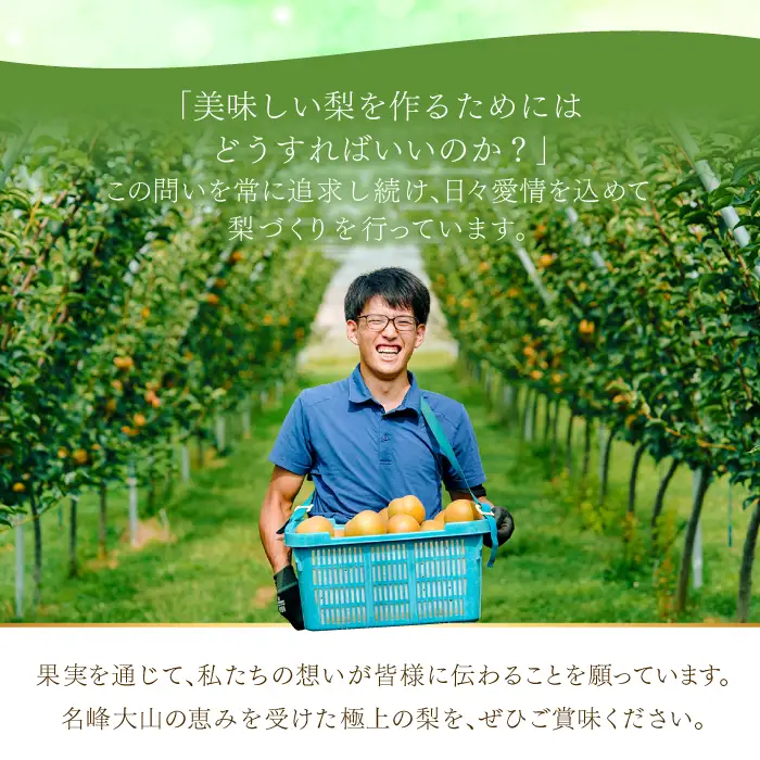 新甘泉3kg箱(鳥取県大山町産梨)【梨 新甘泉 赤秀 先行予約 季節限定 赤梨 3kg 5玉～8玉 なし 贈答用 期間限定 果物 フルーツ くだもの 数量限定】