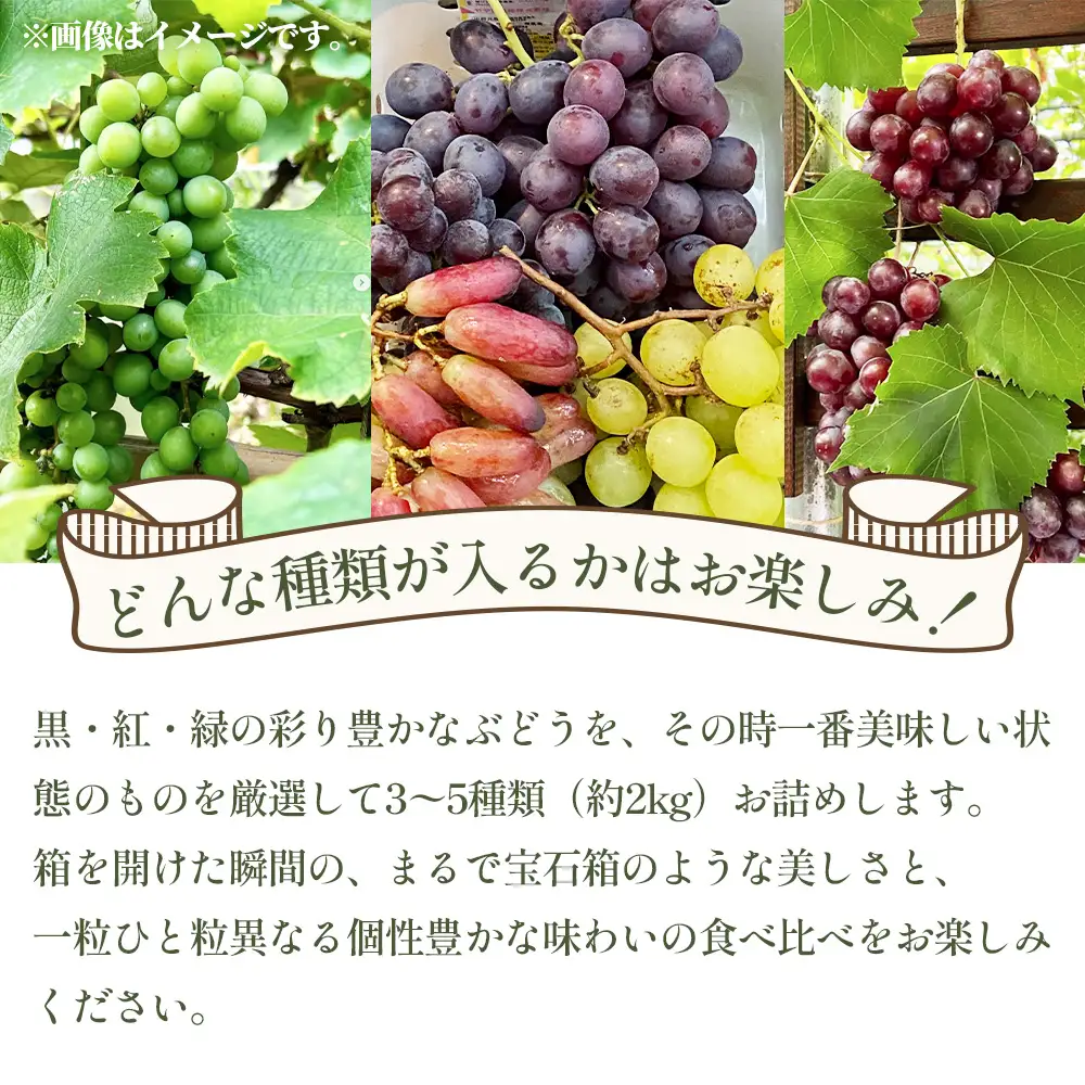 無農薬 ジベレリン処理なし種ありぶどう お楽しみボックス 計約2kg  [No.205]