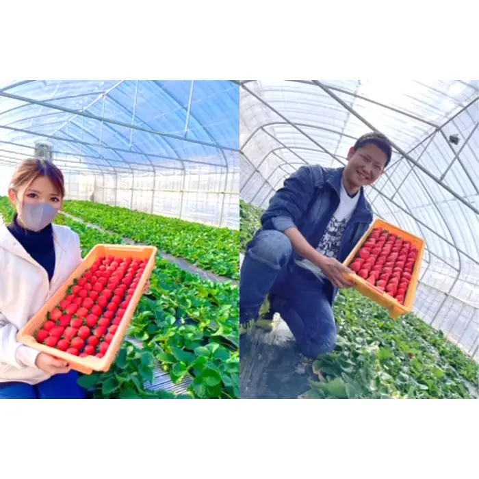 美里町産いちご4P【彩のあまりん】（250g以上×4パック）  [No.191]