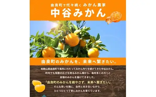 温州みかん 2kg 2S～2Lサイズ混合 11月発送 / 温州 ミカン 農家直送　完熟 密柑 くだもの  果実  柑橘 果物 フルーツ 和歌山県 由良町 人気 おすすめ 産地直送 ※2026年11月中旬頃～11月下旬頃に順次発送予定【nktn004-r-2-nov】