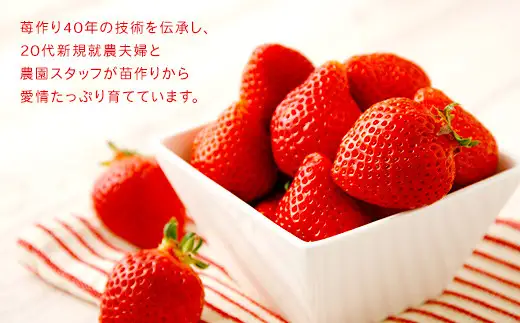 【アフター保証】贈答用 あまおう 約800g【2027年2月上旬～2027年4月上旬発送予定】 いちご イチゴ 苺 化粧箱入り