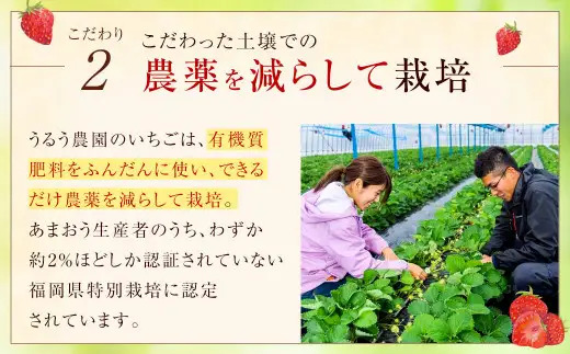 【特別栽培／有機質肥料／アフター保証】うるう農園 あまおう サイズ色々 6パック（約1710g）【2027年2月上旬～4月上旬発送予定】いちご イチゴ 苺 フルーツ 果物