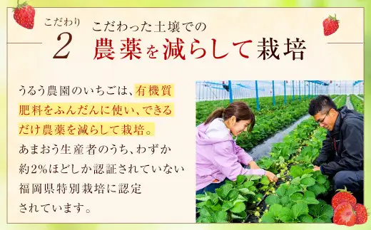 【アフター保証】あまおうサイズ色々 約570g（約285g×2パック）【2027年2月上旬～2027年3月上旬発送予定】あまおう いちご 苺 イチゴ フルーツ 果物