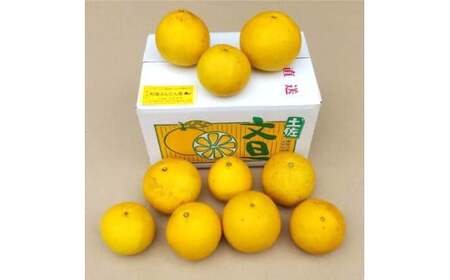 【先行予約】土佐文旦 文旦 訳あり 大玉入り 5kg 5キロ 3L?L 〈2027年2月?発送〉ぶんたん  フルーツ  みかん 果物 く 柑橘類   ご自宅用 お取り寄せ 国産【松岡ぶんたん園】 [BQBE001]