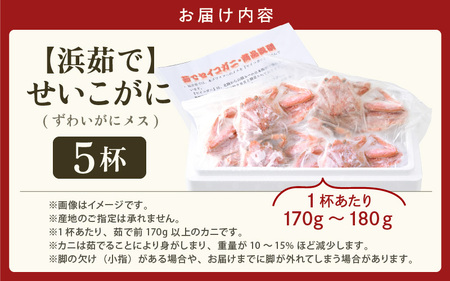 【先行予約】天然 せいこがに × 5杯 (1杯約170g) 茹でたその日に発送！ 【2026年12月上旬以降順次発送予定】[m17-x009_12]
