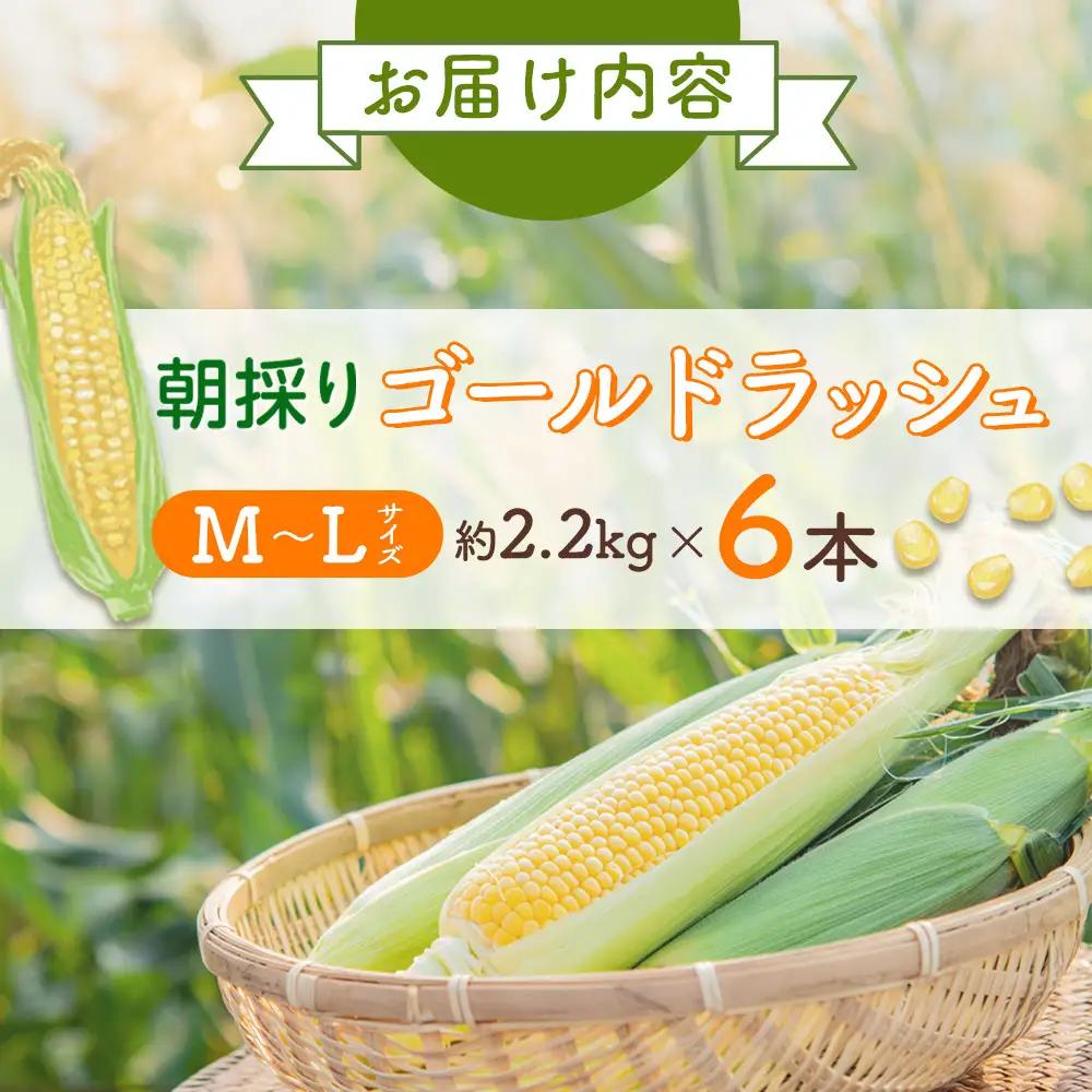 【先行予約】朝採り　とうもろこし　ゴールドラッシュ　2.2kg（M～Lサイズ× 6本）（2026年8月中旬から順次発送）| とうもろこし 北海道産 _05229