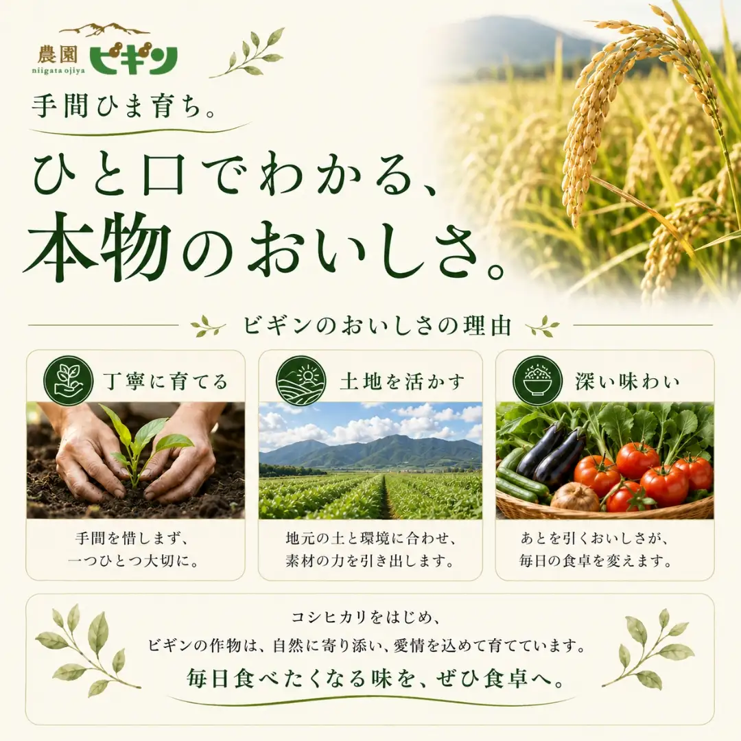 メロン オルフェ 2玉 農園ビギン 先行予約 新潟県 小千谷市 メロン