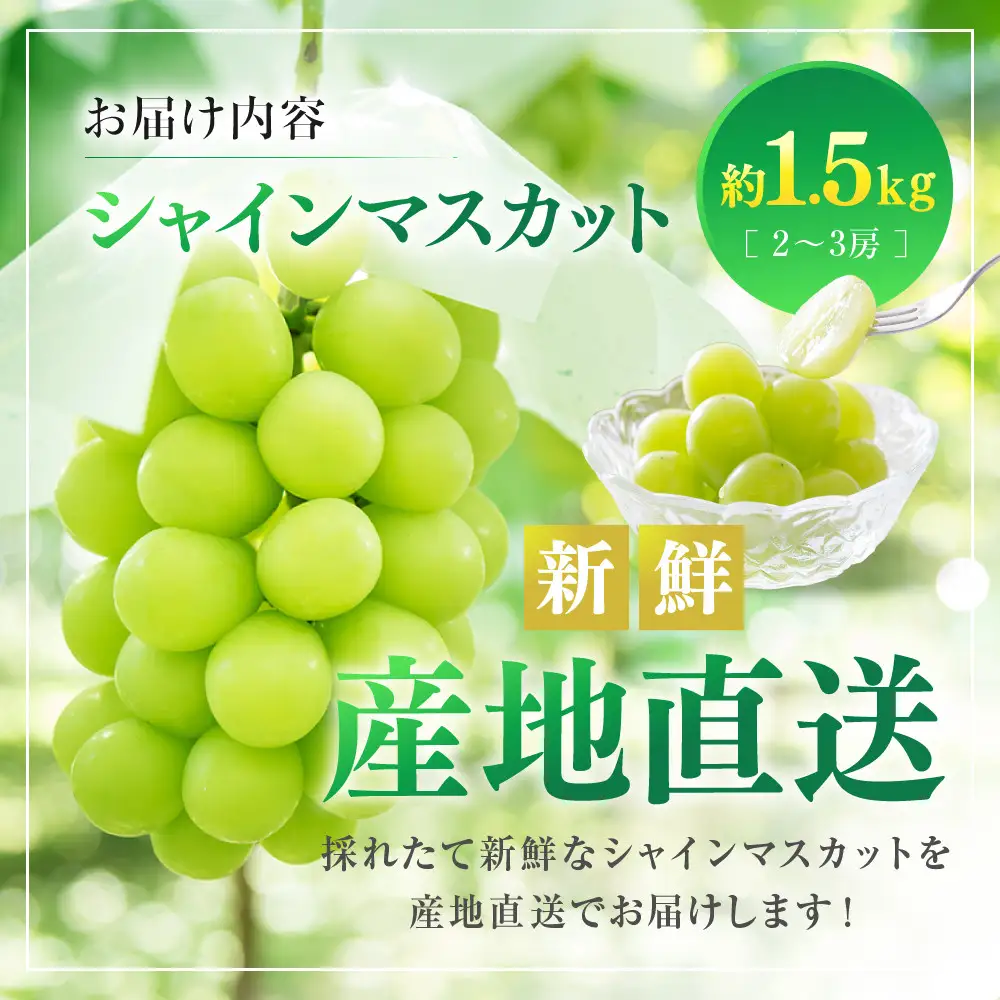 【2027年9月上旬～10月中旬発送　先行予約】シャインマスカット 1.5kg 2-3房 |シャインマスカット