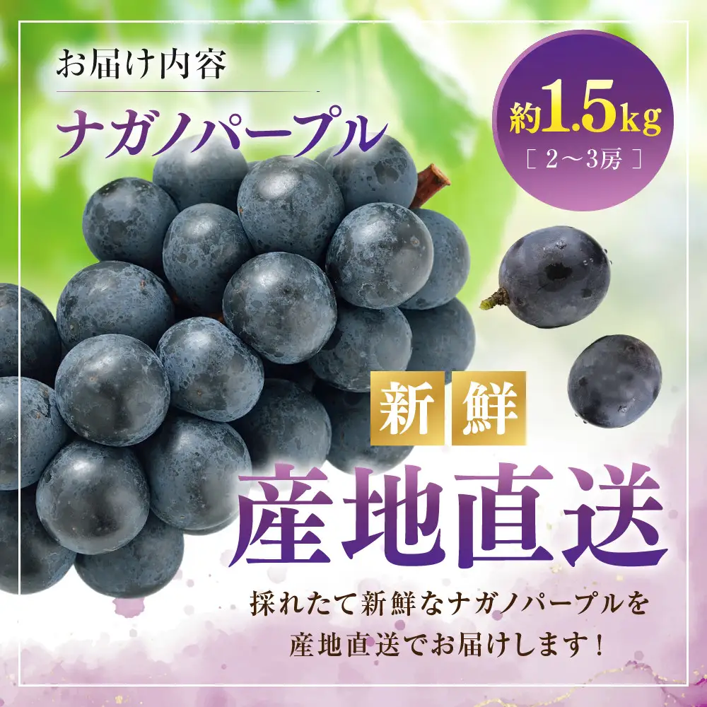 【2027年8月下旬～9月下旬発送　先行予約】ナガノパープル 1.5kg 2-3房 | ぶどう フルーツ 果物 ぶどう