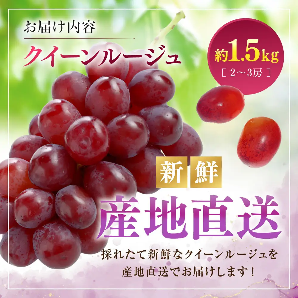 【2027年9月上旬～10月中旬発送　先行予約】クイーンルージュ(R)1.5kg　2-3房 | ぶどう フルーツ 果物 ぶどう