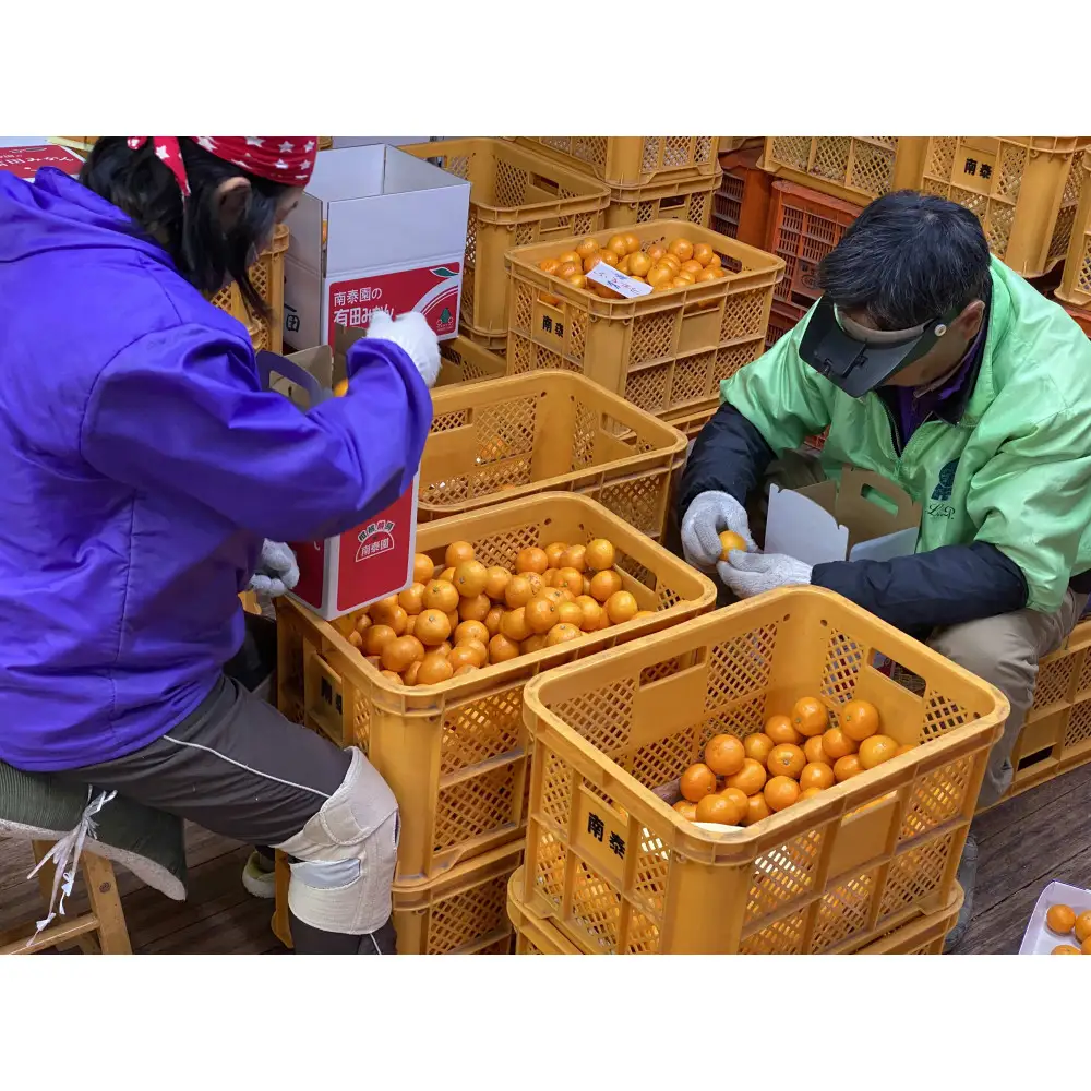 定期便 11・12月発送 有田みかん 2種 食べくらべ 極早生 ＆ 完熟早生 3kg 和歌山 みかん 南泰園 全2回