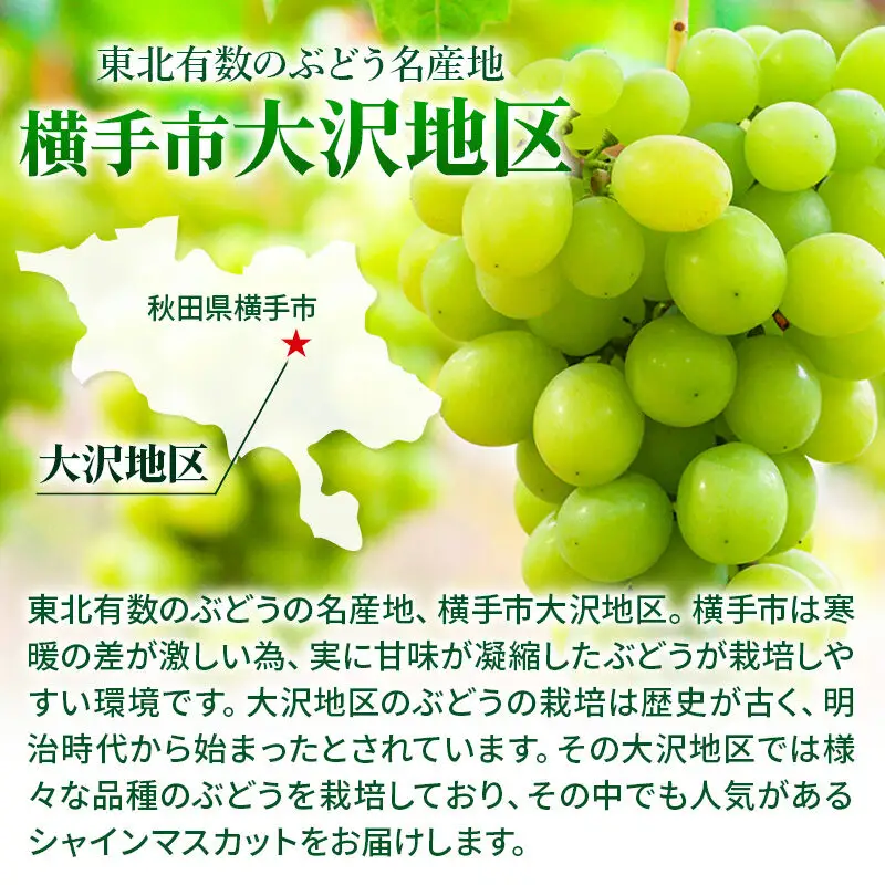 【先行受付】9月中旬より発送 横手市大沢地区産のぶどう（シャインマスカット）約1.5kg（2～3房）濃甘な完熟葡萄