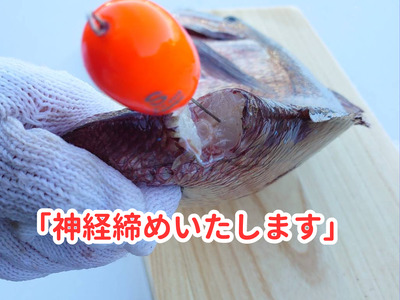 真鯛 2尾 宇和海産 神経締め こもこもShop 刺身 刺身 D024-186004