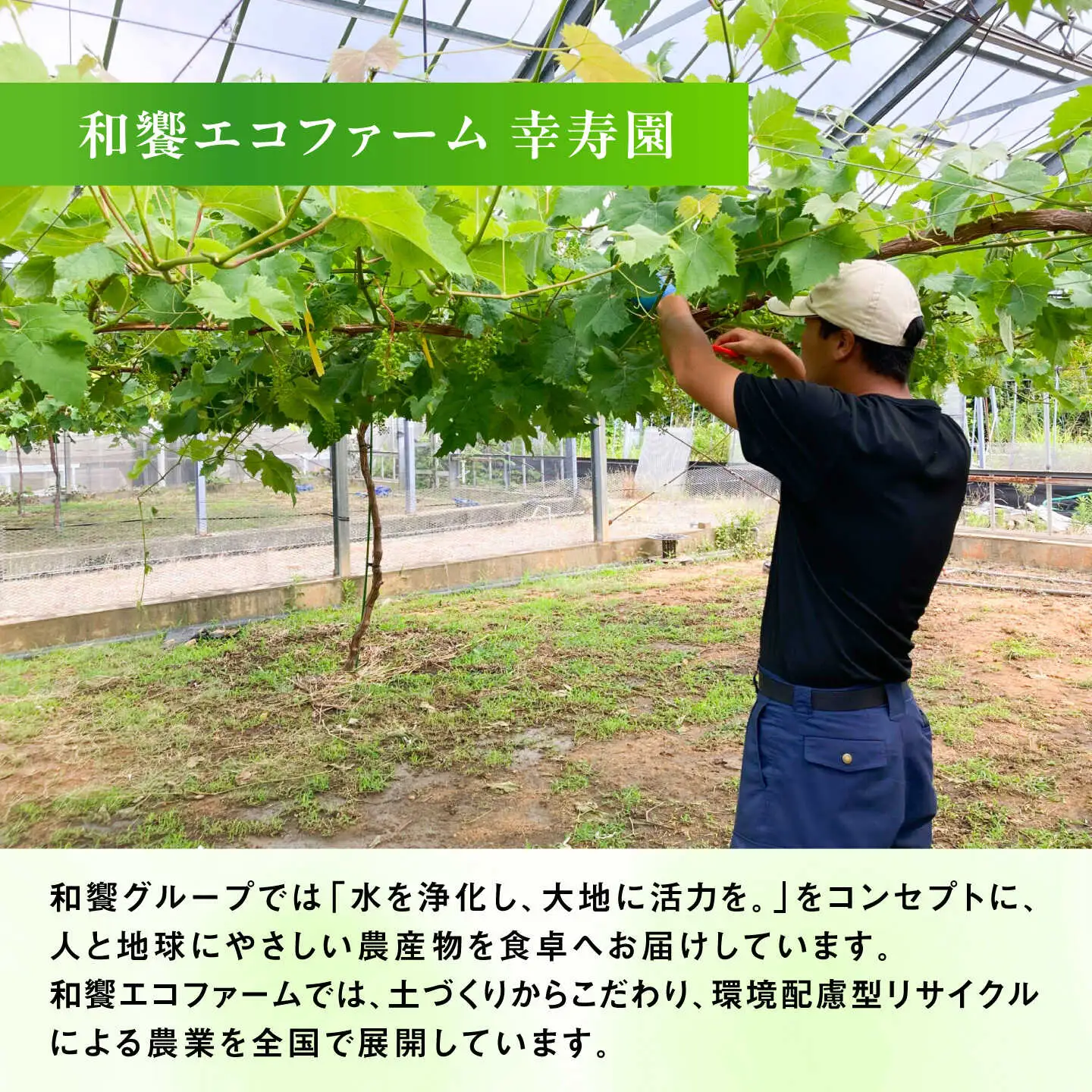 【糖度18度以上】 糸島産 シャインマスカット 1kg  糸島市 / 和饗エコファーム フルーツ 果物 [AVI006]