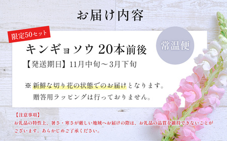 花 【先行予約・限定10セット・11月中旬～3月下旬配送】キンギョソウ（20本前後）| 花 花 花 花 花 花 | 010-005