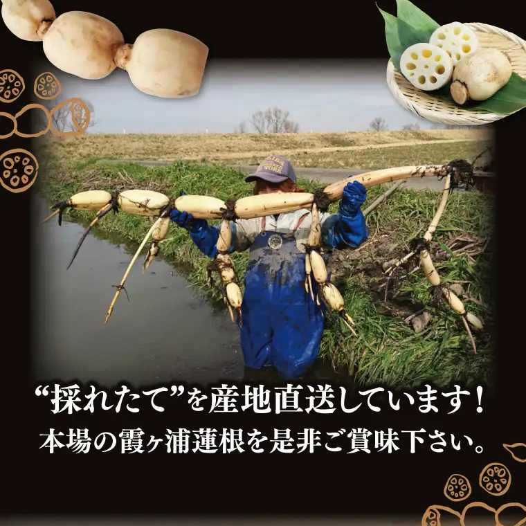 【特選】ふなしま蓮根（4kg箱）3～6本｜レシピ 高品質 幻の蓮根 老舗 希少品種 柔らかい (82-01-1)