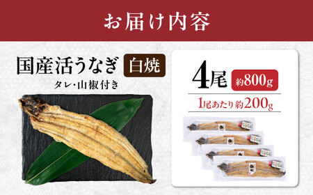  国産活うなぎ4尾（白焼）[AQDF013] 鰻 白焼き